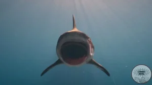 Deep Blue Sea 3 Selamat Datang di Neraka Bawah Laut!